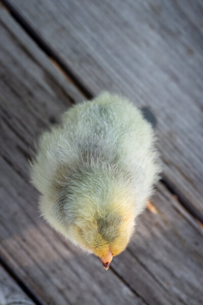 Chick3a.jpg