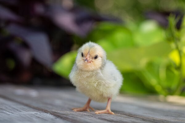 Chick3b.jpg