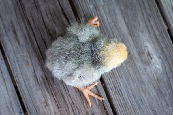 Chick5a.jpg