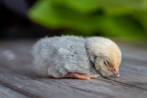 Chick5b.jpg