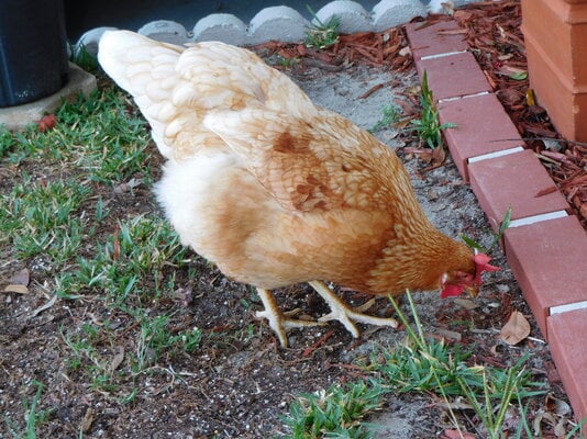 Top 10 Favorite Backyard Chicken Breeds