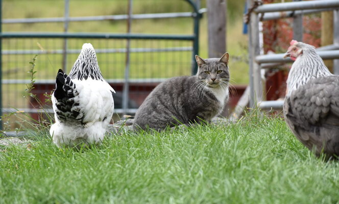 2020.03.11-Submitted-Sutton-Ridge-Farm-cat-and-chickens1.jpg