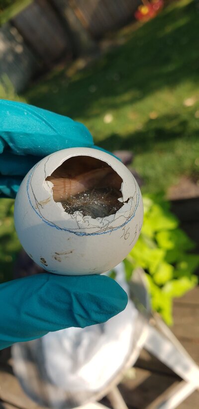 Egg7a.jpg