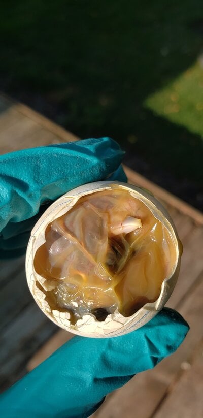 Egg4b.jpg