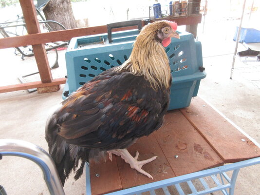 Dorking Cockerel.jpg