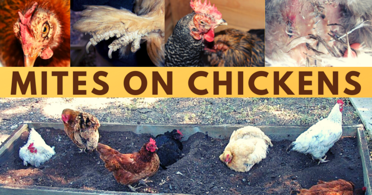 Mites on Chickens: Prevention & Treatment