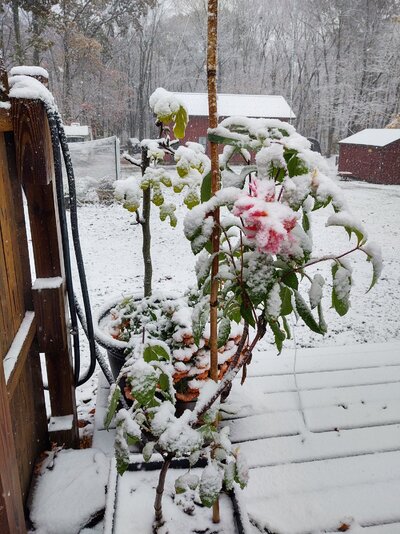 IMG_20201030_094715527_HDR.jpg