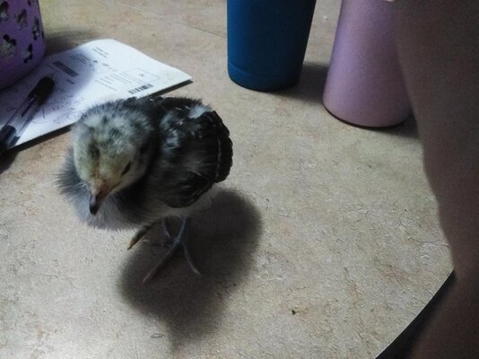 chick2.jpg chick2.jpg