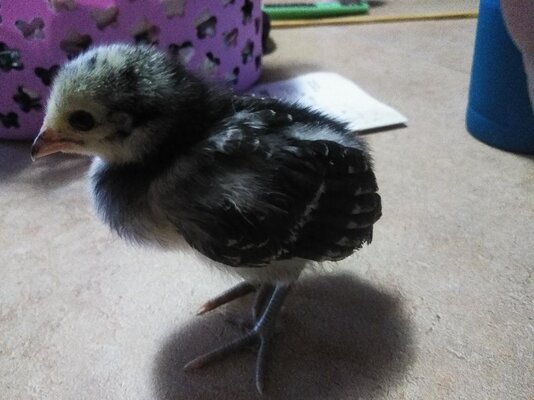 chick3.jpg chick3.jpg