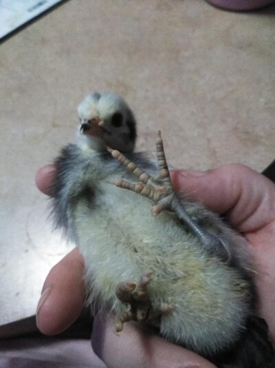 chick5.jpg chick5.jpg