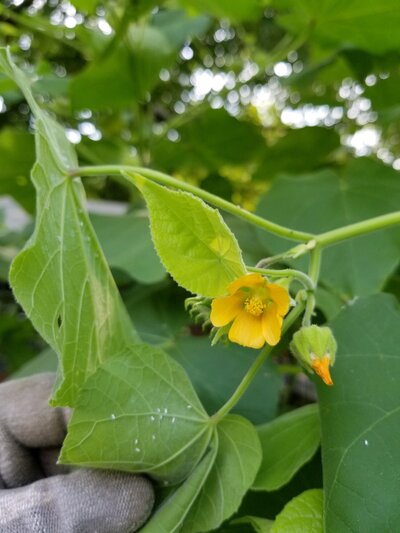 Virgilina, VA Mystery Plant - Photo # 5.jpg