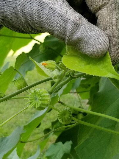 Virgilina, VA Mystery Plant - Photo # 2.jpg