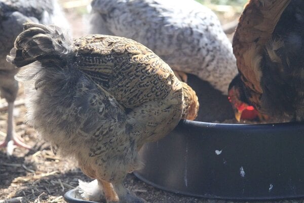 brahma.partridge.pullet.jpg