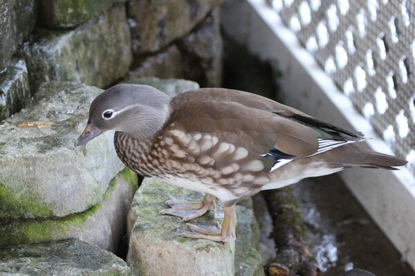 2020 Dec - Female Mandarin.jpg