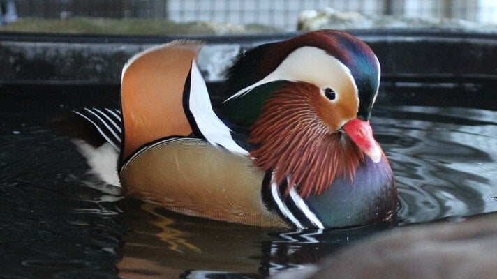 2020 Dec - Male Mandarin.jpg