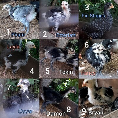 SxC chicks 07-21-21.jpg