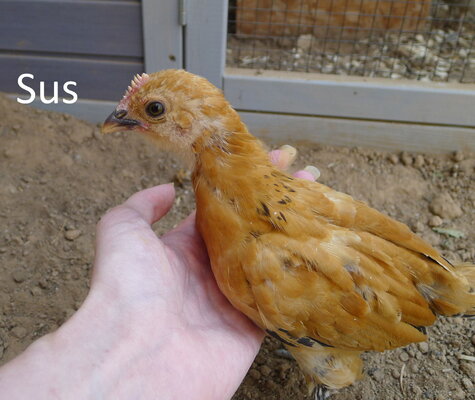 sus.jpg