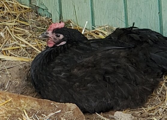 Australorp.jpg