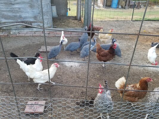 ChickenRun.jpg