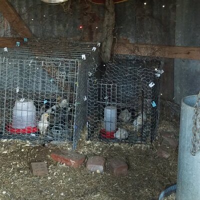 BarnHousing.jpg