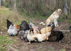 Screenshot 2021-08-03 at 15-01-58 lgd dog protects chickens at DuckDuckGo.png