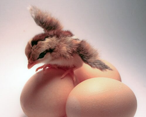 chick-eggs.jpg