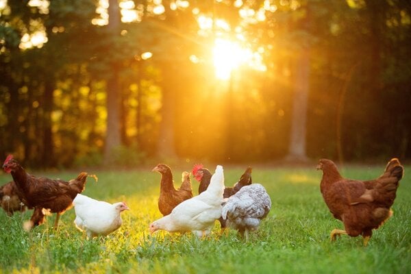 healthy-chicken-flock.jpg