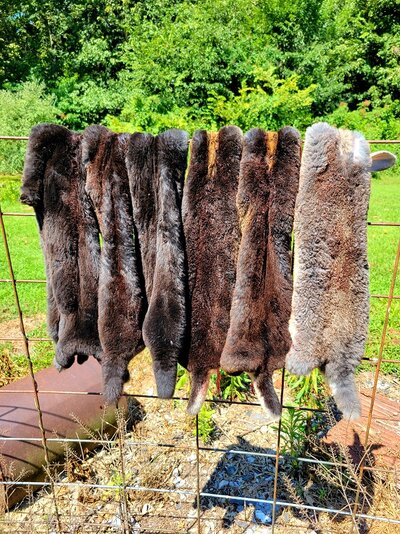 rabbit pelts.jpg