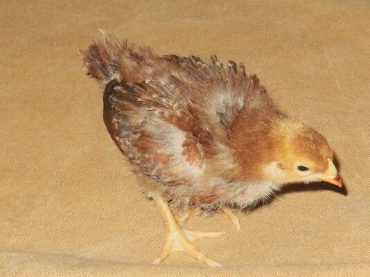 8da50-production-red-pullets-2-weeks-02-flappy.jpg