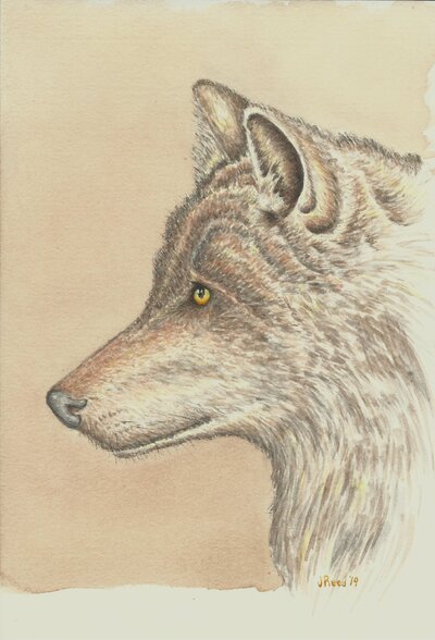 035 1-12-19 Wolf.jpg