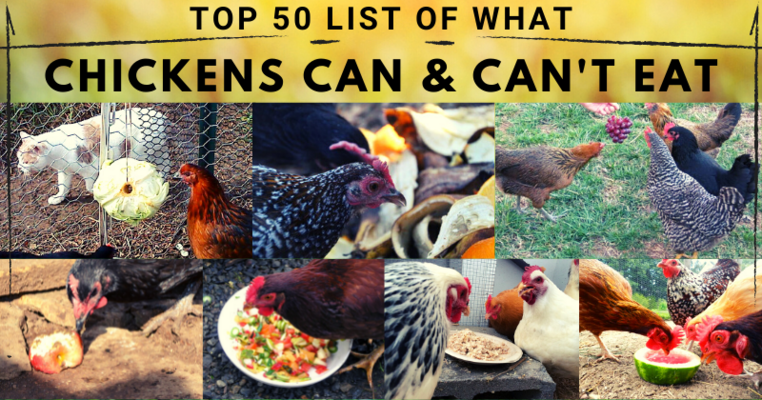 Top 50 List Of What Chickens Can & Can't Eat