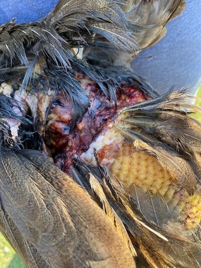 Leghorn injury1.jpg