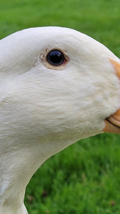 Eye 3.jpg Eye 3.jpg