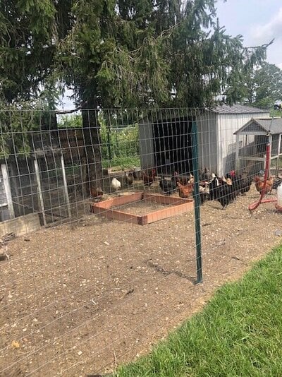 chickenyard2.jpg