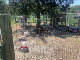 chickenyard.jpg