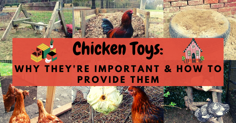 Chicken Toys: Why They're Important & How To Provide Them!