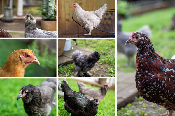 hens.jpg