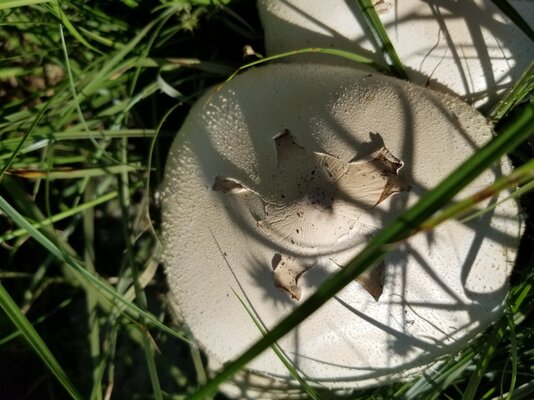 shroom 2.jpg
