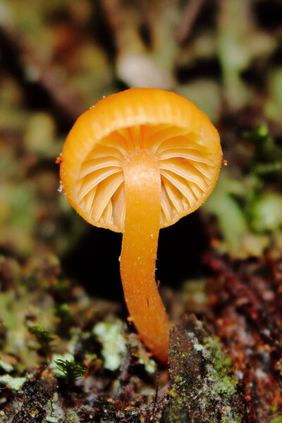 Yellow Mini on Punga - Underside.JPG