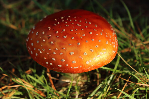 Fly Agaric.JPG