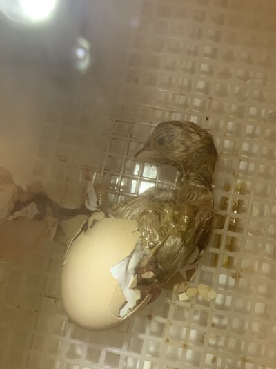 3D4B469E-701F-47C6-AB4C-B189E49079D0.jpeg