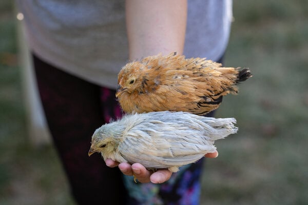 Pullet_hopefuls2.jpg