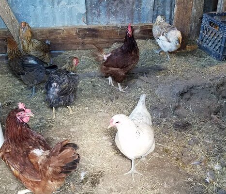♡MyChickens.jpg