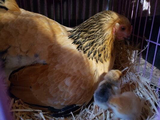 Broody Hens - Lessons Learned - Not All Rainbows and Unicorns