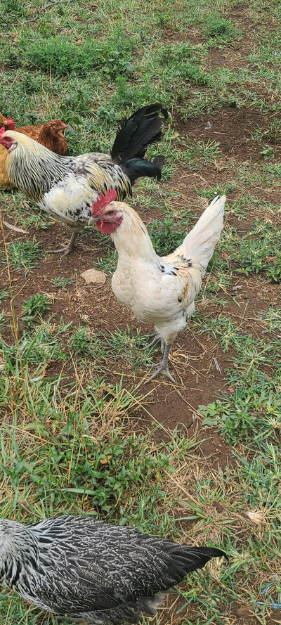 rooster pic.jpg rooster pic.jpg