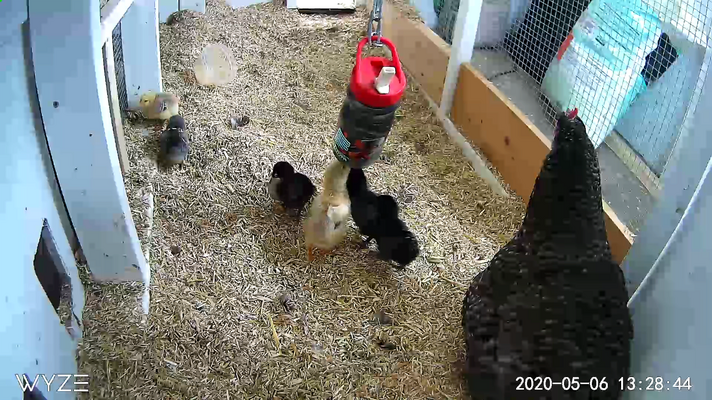mom bringing chicks back to ward.png