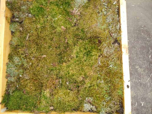 live moss mat over soil.jpg