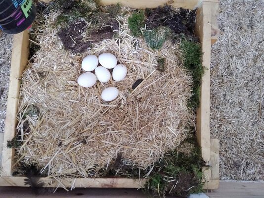 eggs in the wet nest.jpg