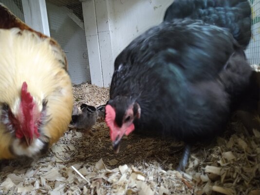 Fabio with chicks and momma 1.jpg