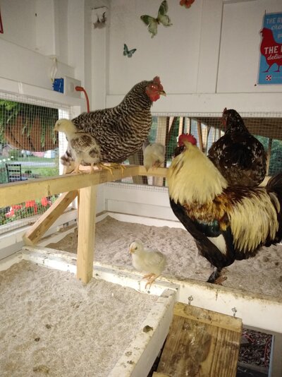 Barb's first day roosting the chicks.jpg